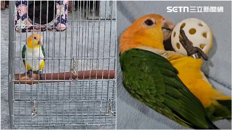 金頭凱特鸚鵡「逃家」　飼主重金懸賞6萬6