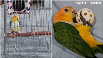 誤把鸚鵡當野鳥偷走？彰化男遭判刑8月