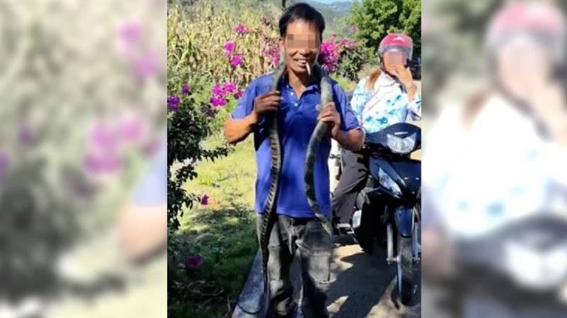 以為無毒！男子「眼鏡王蛇」掛脖遭咬喪命