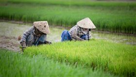 退休本想享受田園慢活！夫妻痛砸千萬吐真心話　2大醜陋現實不得不夢醒（示意圖／翻攝自PIXABAY） 