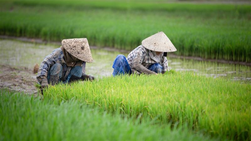 退休日本夫妻檔急速返城　田園夢想成惡夢