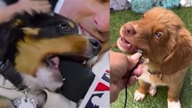 「先聞再咬」真經典！狗狗受訪變搶麥大作戰。（圖／翻攝自小紅書）