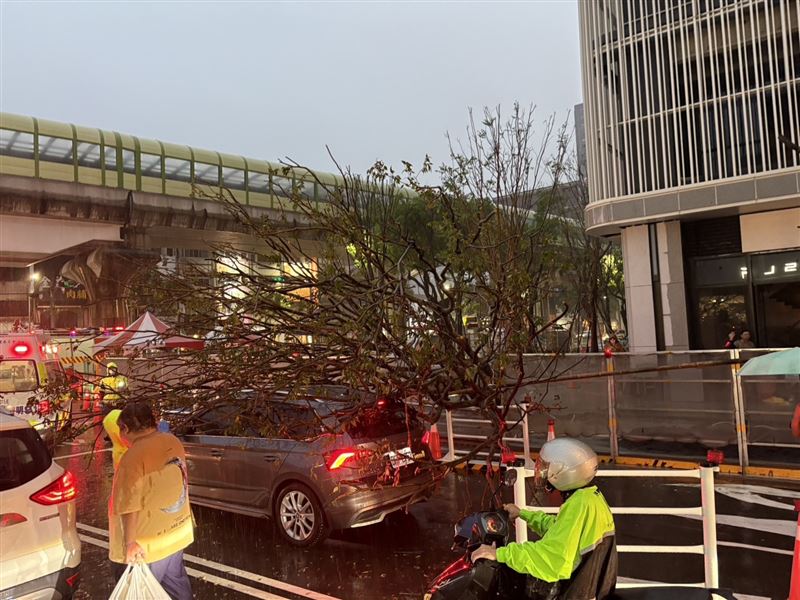台中發生路樹倒塌事件，一度影響交通。（圖／翻攝畫面）