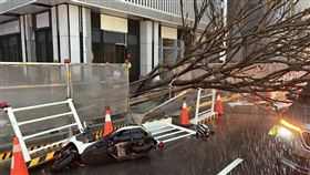 台中,路樹,倒塌（圖／翻攝畫面）