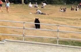 黑熊走入人類野餐區。（翻攝影片畫面）