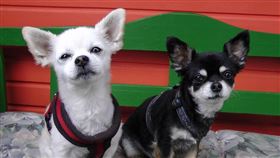 美國專業訓犬師 Garrett Wing 分享20多年經驗，直言中亞牧羊犬體型過大、吉娃娃個性強勢、尋血獵犬體味難除，不適合自己飼養。他提醒養狗前應考慮環境與責任，找到合適的品種才能建立長久陪伴。（示意圖／PIXABAY）