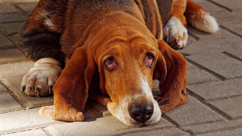 美國專業訓犬師 Garrett Wing 分享20多年經驗，直言中亞牧羊犬體型過大、吉娃娃個性強勢、尋血獵犬體味難除，不適合自己飼養。他提醒養狗前應考慮環境與責任，找到合適的品種才能建立長久陪伴。（示意圖／PIXABAY）