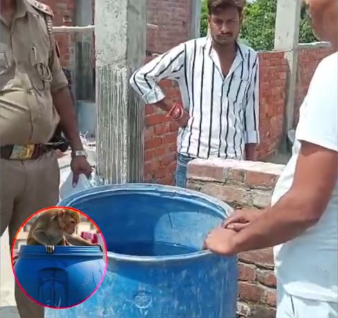 印度一名2個月大男嬰遭猴子擄走。（圖／翻攝自X平台@NavbharatTimes）