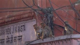 印度2月大男嬰「遭猴擄走」淹死。（圖／翻攝自X平台@NavbharatTimes）