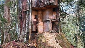 千年神木遭「開膛剖肚」後，宛如人被掏空內臟垂垂等死。（圖／南投地檢署提供）