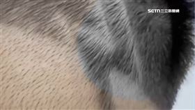 文 剪髮割頭皮1800