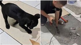 山東一名租屋的男子注意到，他養的小黑狗老是在刨客廳的地板，尤其該處的地磚又和其他地方顏色不同，讓他起了疑心，決心一探究竟。（圖／翻攝微博）