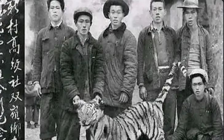 在古代,人與老虎的衝突時有所聞。(圖/翻攝自百度百科)