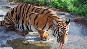 華南虎。（圖／翻攝自維基百科）