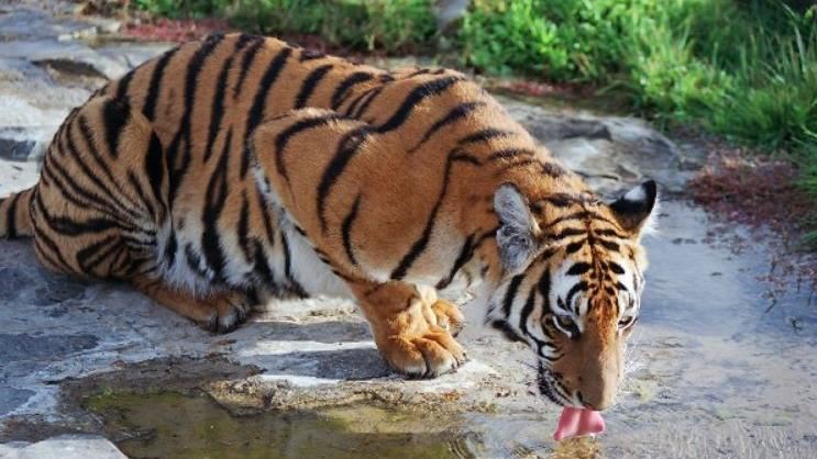 古代老虎多到什麼程度？祖輩的話讓人恐懼