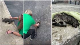 美國肯塔基州一名護士在停車場遇見一隻慌張的浣熊媽媽向她求助，之後拯救了一隻因為「宿醉」受困且失去意識的浣熊寶寶。（圖／翻攝lex18）