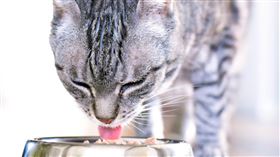 78%飼主期待寵物食品能幫助寵物活得更長壽健康。（圖／法國皇家提供）