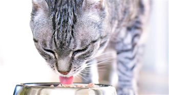 看懂貓犬年齡怎換算　三關鍵守護熟齡寵物