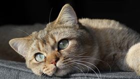 英國研究發現，老年貓咪大腦中累積類澱粉蛋白斑塊並伴隨突觸損傷，病理變化與人類阿茲海默症高度相似，顯示貓咪具潛力成為研究神經退化疾病的自然模型，這句話說得再直白一點，科學家覺得，抓幾隻貓當實驗動物，或許，是為人類失智之證找出解藥的好方法，貓奴聽到這樣的消息，無不含寒毛豎立，貓爪出鞘，拉滿飛機耳，準備招呼科學家貓貓拳！（示意圖／PIXABAY）