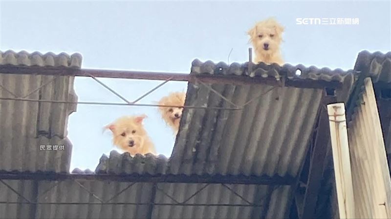 3狗站破屋頂　目擊者「好危險怎上去的」