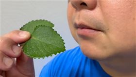 誤信偏方，吃左手香治喉嚨痛，大小便失禁，(圖／大甲李綜合醫院提供)