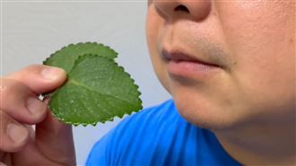 吃左手香治喉嚨痛？他雙腿麻木大小便失禁