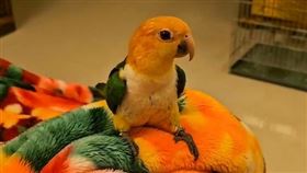 金頭凱克鸚鵡,懸賞,10萬,走失,鸚鵡,寵物,彰化（圖／飼主提供）