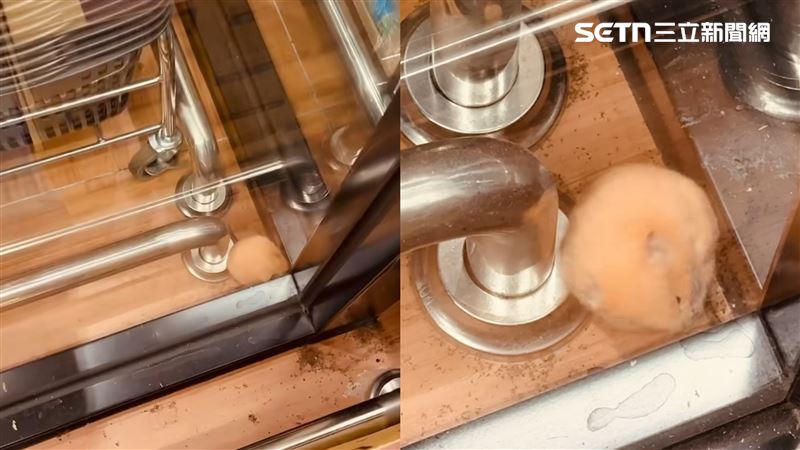 網友逛超市時在店門口發現疑似被人棄養的倉鼠。（圖／網友@_lry.3.27授權提供，未經同意請勿轉載）