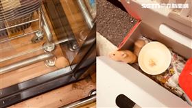 網友逛超市時在店門口發現疑似被人棄養的倉鼠。（圖／網友@_lry.3.27授權提供，未經同意請勿轉載）