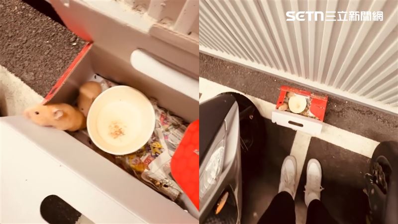 沒想到原PO後來在停車場又發現兩隻倉鼠。（圖／網友@_lry.3.27授權提供，未經同意請勿轉載）