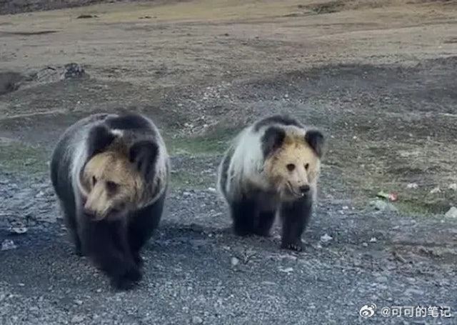 藏馬熊通常獨立行動，專家指出他們會集體行動，可能跟棲息地遭破壞有關。（圖／翻攝微博）