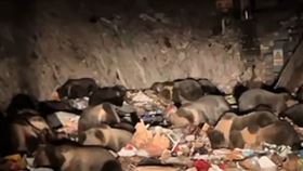 熊群翻找垃圾場食物，畫面中可見多隻成熊與幼熊共同行動。（圖／翻攝自新京報）