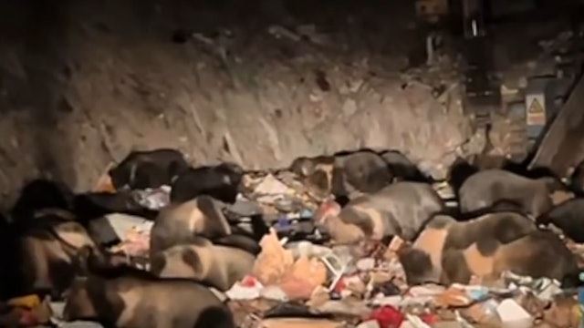 驚現「熊海」！西藏30隻熊罕見垃圾場覓食