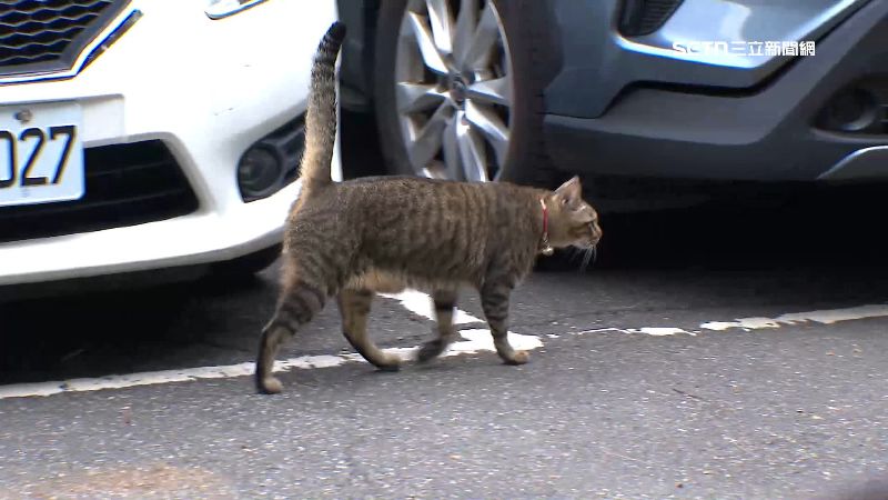 胡男殺害黑狗剛獲釋又虐貓