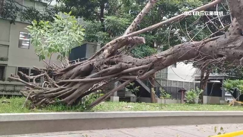 將近3層樓高的大樹連根拔起
