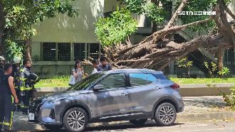 8米樹突砸車　駕駛無奈「停不到半小時」