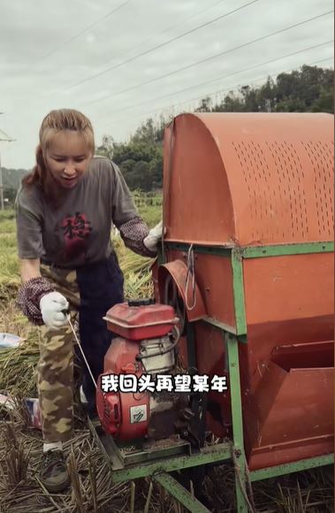 麥家琪在社群曬出自己下田收割稻穀的影片，開心寫下：「和朋友一起把稻子割完啦，這是我自己的田收成！」（圖／翻攝自麥家琪　TikTok）