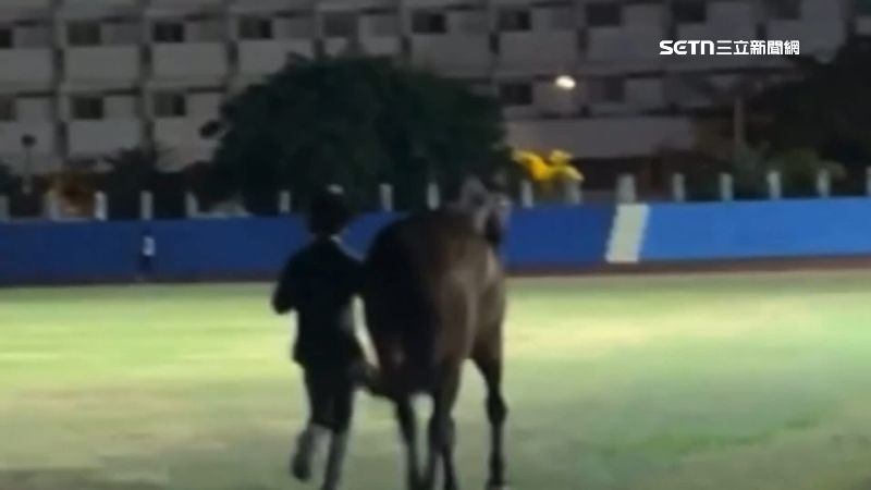 業者帶馬到田徑場復健