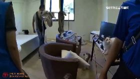 R殘忍貓殖場2400