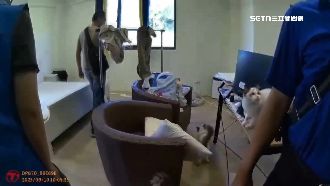貓咪煉獄！緝毒意外破獲非法品種貓養殖場