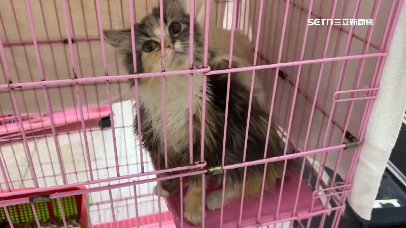 非法繁殖販賣品種貓業者，貓咪被救出時又髒又病。（圖／資料畫面）