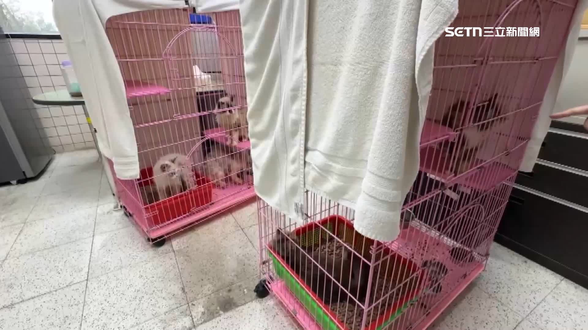 非法養殖場當場查獲布偶貓、緬因貓、英國長毛貓共35隻其中包含2隻幼貓