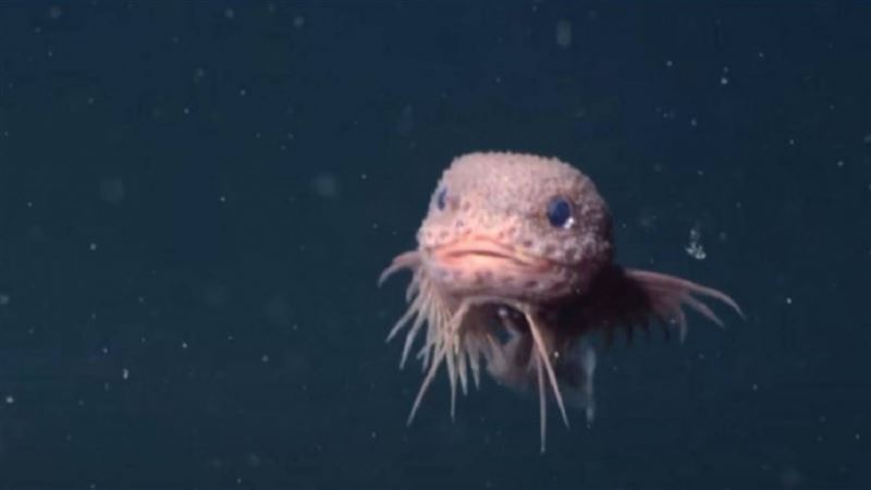 新物種「bumpy snailfish」。（圖／翻攝自YouTube／MBARI (Monterey Bay Aquarium Research Institute)）