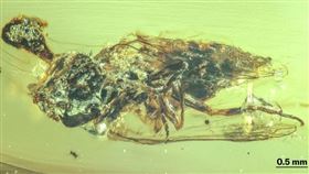 在一塊距今9900萬年的琥珀裡，一隻螞蟻蛹背部爆出真菌孢子，場景宛如恐怖片定格。研究指出，這是殭屍真菌最古老的直接證據，顯示它幾乎自螞蟻祖先出現以來，就一路與昆蟲共同演化，並以「寄生＋操控行為」維繫生存策略。琥珀中的蒼蠅背上長出棒狀真菌，清楚顯示殭屍菌的寄生方式。專家形容，這些化石不僅重現古代森林的死亡場景，也將「殭屍真菌」的起源時間往前推了數千萬年。（照片來源／翻攝自《皇家學會學報 B》）