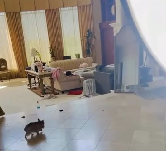 小甜甜布蘭妮豪宅內狗大便堆積卻未清理的照片被曝光。（圖／翻攝自小甜甜布蘭妮IG）