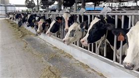 牛肉湯,台南,牛肉,缺牛危機,美食,關稅,酪農,畜牧業,林俊憲圖片描述。（圖／曾仁瀚提供）