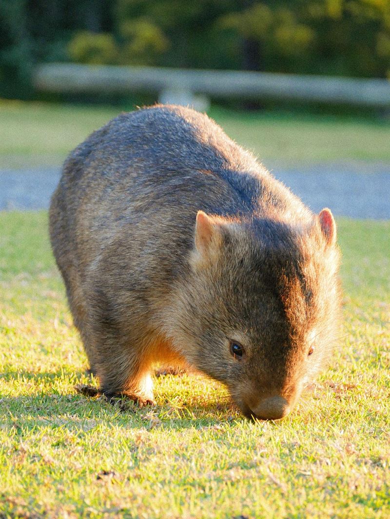 同為澳洲野生動物的袋熊，先前也曾被網紅騷擾，連澳洲總理都公開譴責。（示意圖／PIXABAY）