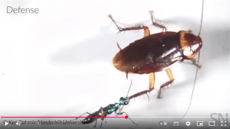 小強你要加油啊！蟑螂力擋殭屍毒針插腦袋