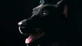 一項針對400多隻狗狗的研究顯示，狗狗確實會「追劇」，而且反應取決於性格。精力旺盛的狗狗看到動作片或紀錄片裡快速移動的動物時，會吠叫、追著螢幕跑，甚至試圖「抓住」畫面裡的獵物；焦慮型的狗狗則可能被門鈴聲、開門聲嚇到，顯得不安。研究提醒，電視對某些狗是娛樂，對另一些卻可能是壓力來源。（示意圖／PIXABAY）