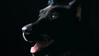 狗狗也會追劇？新研究揭開牠們挑劇偏好